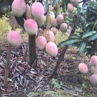 枇杷四川攀枝花仁和區(qū)_批發(fā)_供應(yīng)-一畝田農(nóng)業(yè)網(wǎng)_專業(yè)的農(nóng)產(chǎn)品信息商務(wù)平臺