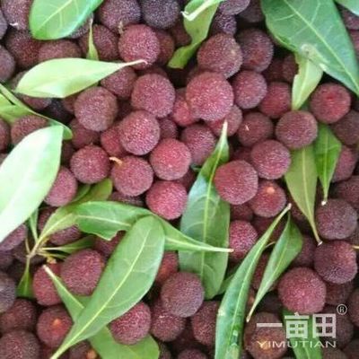 楊梅四川攀枝花市_批發(fā)_供應(yīng)-一畝田農(nóng)業(yè)網(wǎng)_專業(yè)的農(nóng)產(chǎn)品信息商務(wù)平臺