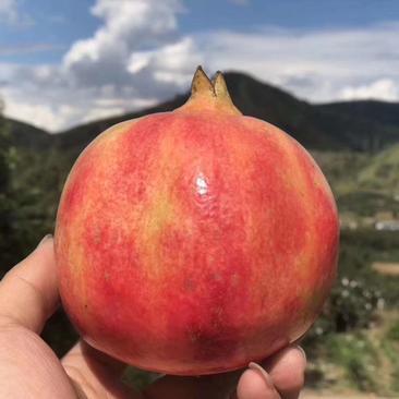 攀枝花突尼斯軟籽石榴第一