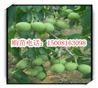 【各種花的開花時(shí)間】報(bào)價(jià)_產(chǎn)品_圖片_論壇_各種花的開花時(shí)間綜合描述-世界工廠網(wǎng)