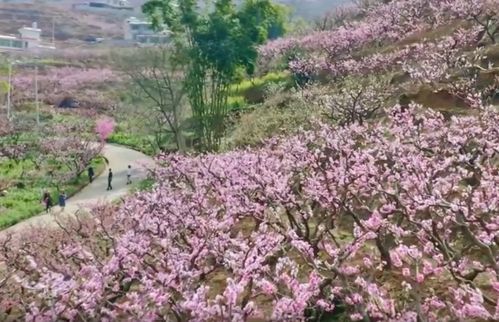 視頻 可愛深紅愛淺紅 攀枝花仁和區(qū)3500畝桃花 云端 賞