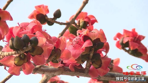 叮 你有一份元江攀枝花的邀請(qǐng)