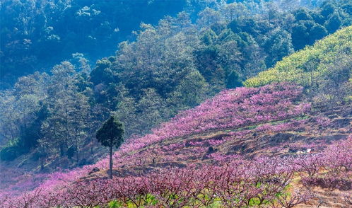 花開天府題記 這是庚子年經歷了風雨的春暖花開