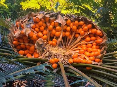 重磅】攀枝花有望打造一個(gè)&ldquo;遠(yuǎn)古生物科普宣教基地&rdquo;!地址在這里&hellip;_攀枝花市