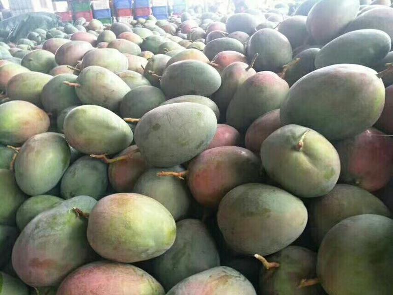 四川攀枝花凱特芒果