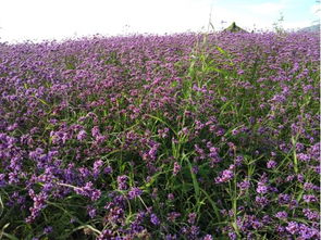 2019年四川省第二十五期花卉觀賞指數