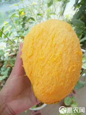 攀枝花芒果 品質與美味的象征