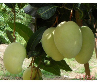 攀枝花品種的優質芒果苗——云南凱特芒果與西雙版納芒果的種植前景