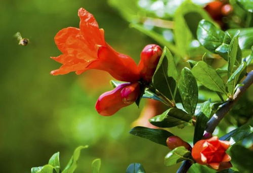 2023年攀枝花最全賞花時間表新鮮出爐