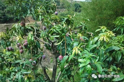 攀枝花芒果 陽(yáng)光孕育的健康之果