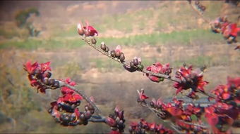 攀枝花 一座被陽(yáng)光與鋼鐵定義的城市