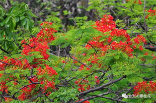 鳳凰花開(kāi)紅似火——盛夏攀枝花高清視覺(jué)盛宴
